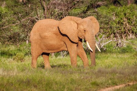 Single adult elephant in bush with vegetation in the background, safari in Maasai Mara National Park, Tanzania, Africa.の写真素材