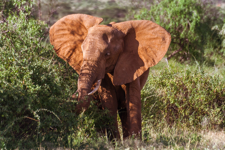 Single adult elephant in bush with vegetation in the background, safari in Maasai Mara National Park, Tanzania, Africa.の写真素材