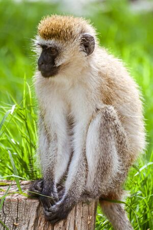 Vervet Monkey (Chlorocebus Pygerythrus) sitting in Nakuru, Kenyaの写真素材