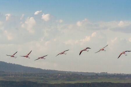 Flight of pink flamingos in Lake Nakuru, Kenya, Africa.