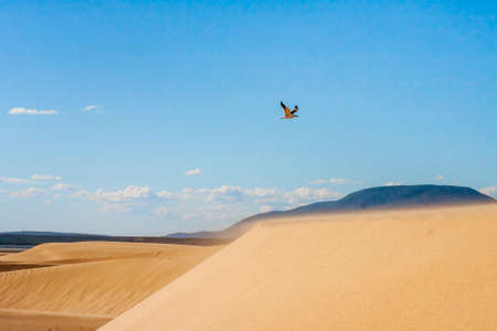 Seagull flying on a sand duneの写真素材