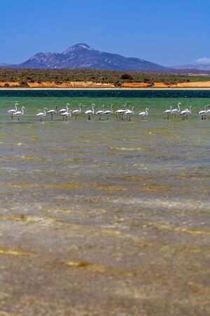 White flamingos on the Anony salted lake near Tolanaro (Fort-Dauphin) in southern Madagascarの写真素材