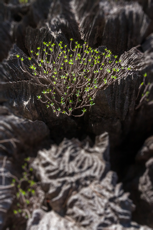 Thorny vegetation of Ankarana massif, northern Madagascarの写真素材