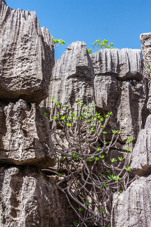 The Tsingy of Ankarana, northern Madagascarの写真素材