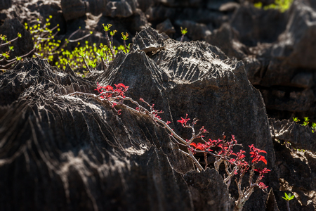 The Tsingy of Ankarana, northern Madagascarの写真素材