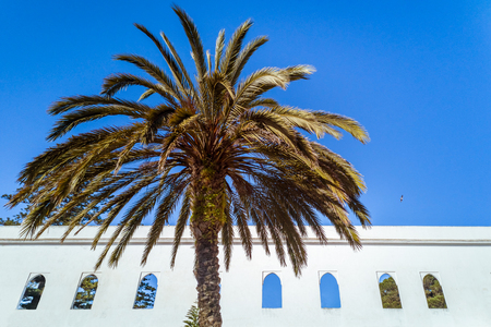 A palm tree in front of an arabic building in Tangier, Moroccoの写真素材