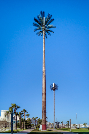 Cell tower disguised as a palm tree in Tangier, Moroccoの写真素材