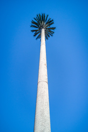 Cell tower disguised as a palm tree in Tangier, Moroccoの写真素材