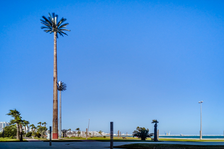 Cell tower disguised as a palm tree in Tangier, Moroccoの写真素材