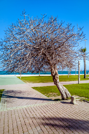 Seafront of Tangier, Morocco, located on the North African coast at the entrance to the Strait of Gibraltar.の写真素材