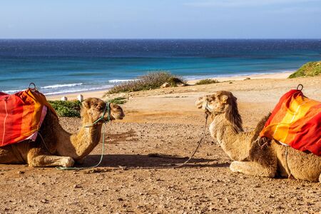 Touristics camels on the dromedary terrace of Tangier, north of Moroccoの写真素材