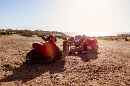 Touristics camels on the dromedary terrace of Tangier, north of Moroccoの写真素材