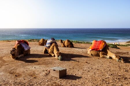 Touristics camels on the dromedary terrace of Tangier, north of Moroccoの写真素材
