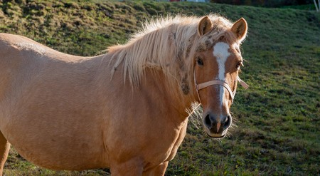 horse in the field that feeds on grassの写真素材