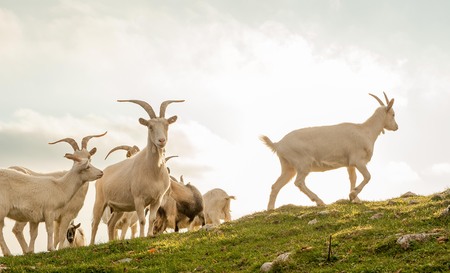 goats in high mountain pastureの写真素材