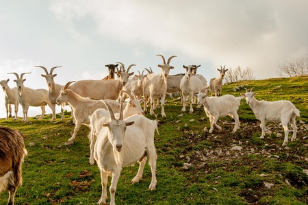 goats in high mountain pastureの写真素材