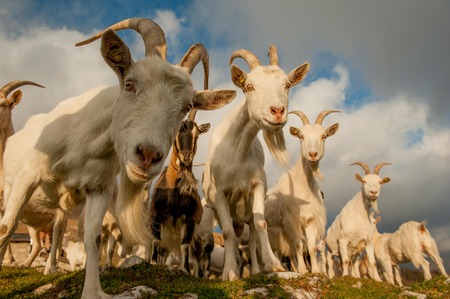 goats in high mountain pastureの写真素材