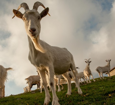 goats in high mountain pastureの写真素材