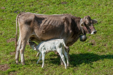 cow that nurses grazing calfの写真素材