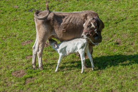 cow that nurses grazing calfの写真素材