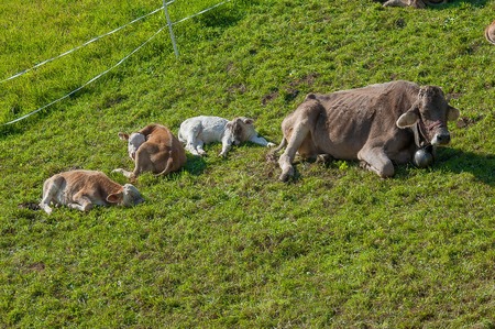 cow lying on the cowの写真素材