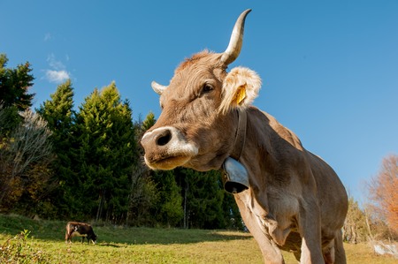 grazing cows feeding on grassのeditorial素材