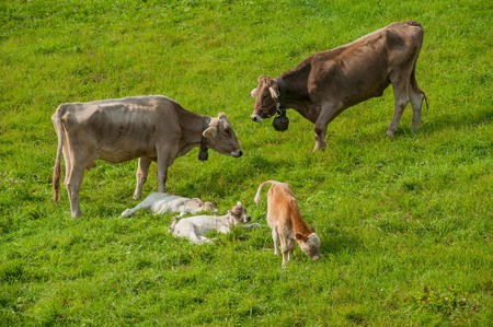 cow with newly born calfの写真素材
