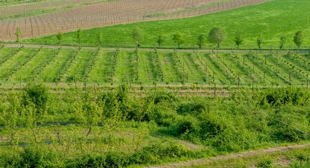 Agricultural field sown with various veggiesの写真素材