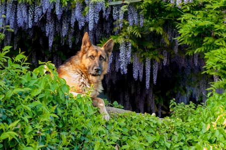 dog who watchesの写真素材