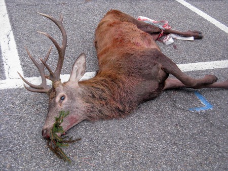 deer killed by poachers and abandoned in the streetの写真素材