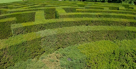 Orientation between the vegetation