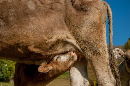 grazing cows feeding on grassの写真素材