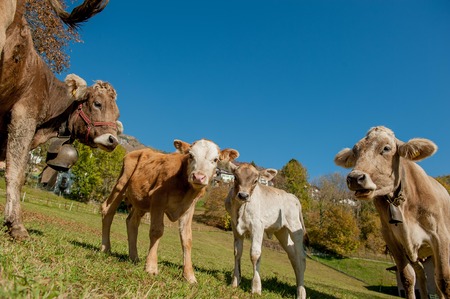 grazing cows feeding on grassの写真素材