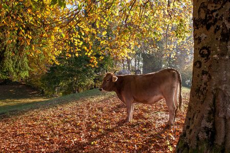 grazing cows feeding on grassの写真素材