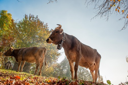 grazing cows feeding on grassの写真素材
