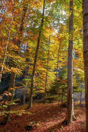 forest full of autumn colorsの写真素材
