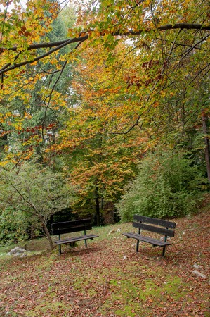 benches in the woods in the fallの写真素材