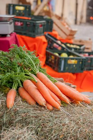 autumn season vegetable composition from the fruit vineyardの写真素材