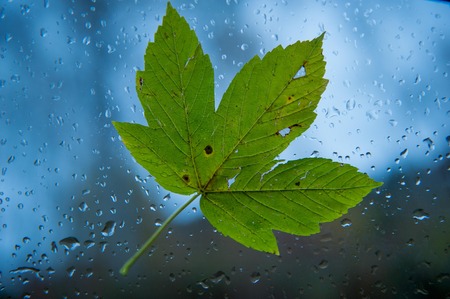 autumn leaves on car glassの写真素材