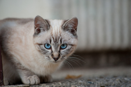 tender look of kittens to weanの写真素材