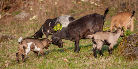 goats grazing