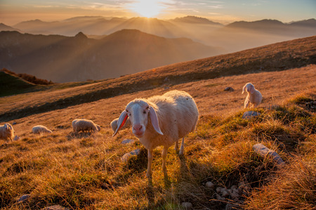 animals in freedom, grazingの写真素材