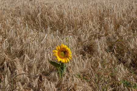 flowery field of sunflowersの写真素材