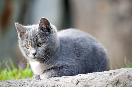 little frightened black cat lookingの写真素材