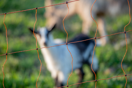 goats grazing in the mountain pastureの写真素材