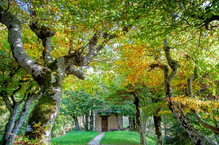 hunting house wrapped in autumn treesの写真素材