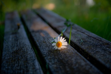 flowered daisy on a benchの写真素材