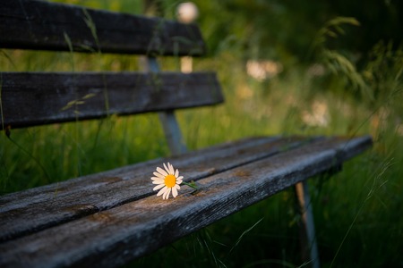 flowered daisy on a benchの写真素材