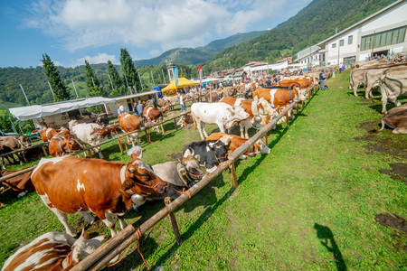 serina bergamo italy 19 September2018: exhibition of cows for queen of cows competitionのeditorial素材