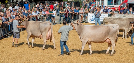 serina bergamo italy 19 September2018: exhibition of cows for queen of cows competitionのeditorial素材